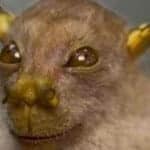 Top 10 Weirdest Philippine Animals