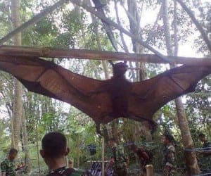 giant bat philippines hoax