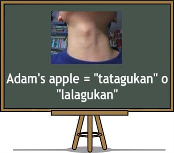 Filipino translaion of Adam's apple or windpipe