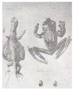 animals collected by Rizal