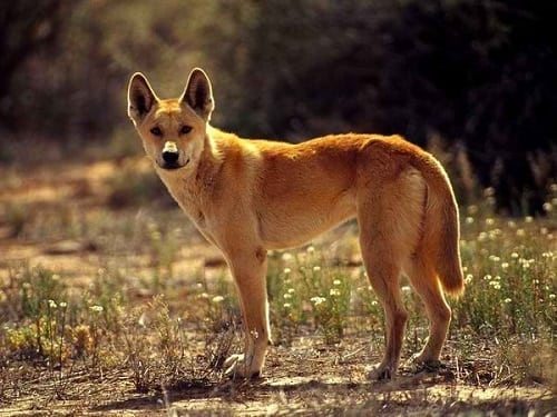 Dingo in the Philippines