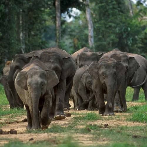 Dwarf elephants in the Philippines