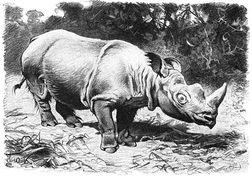 Rhinoceros in the Philippines