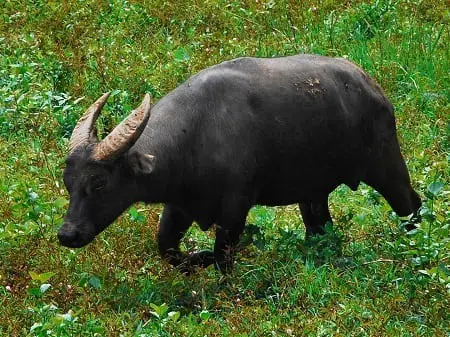 Tamaraw or Mindoro dwarf buffalo