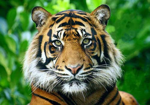 7 Prehistoric Animals You Didn't Know Once Roamed The Philippines - FilipiKnow 7 Prehistoric Animals You Didn't Know Once Roamed The Philippines - FilipiKnow
