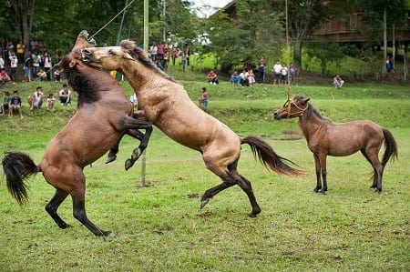 Horse-fighting in South Cotabato, Philippines