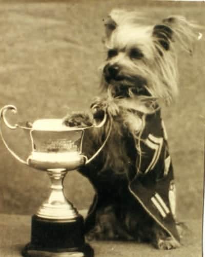 Smoky winning best Mascot in the Southwest Pacific Theater