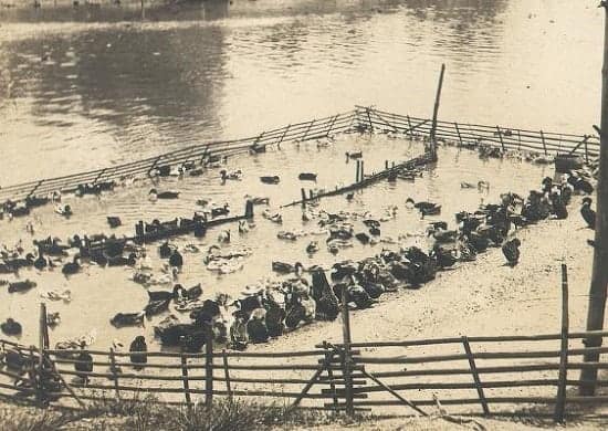 Duck farming in Pasig River