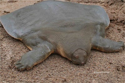 Cantor's Giant Soft-shelled Turtle