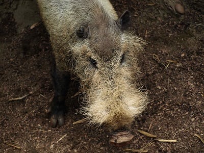 Palawan Bearded Pig