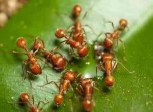 Eating Ants for a Great Singing Voice + health myths + philippines