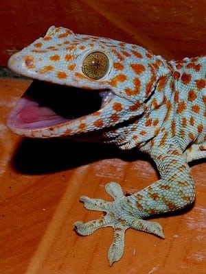 Geckos (“Tuko”) Sticking to Human Skin